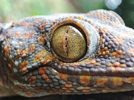 Gecko eye macro photography photo