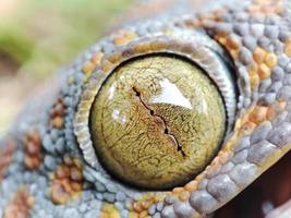 Gecko eye macro photography photo