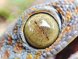 Gecko eye macro photography photo