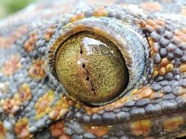 Gecko eye macro photography photo