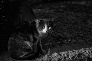 Street abandoned cats photo