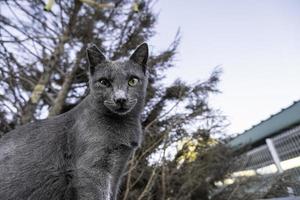 Russian blue cat photo