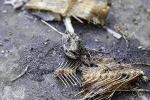 hueso de pescado seco foto