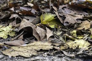 Autumn wet dry leaves photo