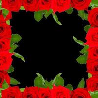 Red roses frame photo