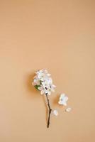 A twig of an apple tree with white flowers on a beige background. The concept of spring and fast time changing seasons. Flat lay, top view, copy space photo