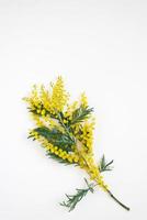 Branch of mimosa flowers on white background. Flat lay, top view. photo