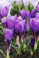 Spring purple crocuses close up in the garden bloom in spring photo