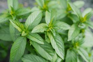 Green peppermint leaves in the garden. natural background photo