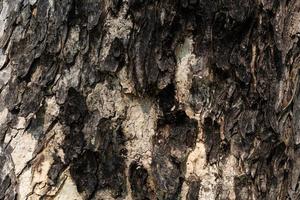 Tree bark texture in warm sunlight. Embossed texture of the bark of tree. Wooden texture. photo