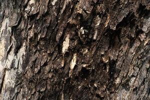 Tree bark texture in warm sunlight. Embossed texture of the bark of tree. Wooden texture. photo
