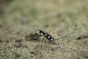 cicindela aurulenta, común nombre azul manchado o dorado manchado Tigre escarabajo en el suelo foto