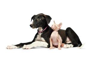 Cute puppy greyhound and kitten don sphynx on a white photo