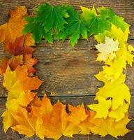 Autumn maple leaves on wooden background photo