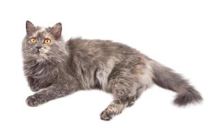 Grey cat on white background photo