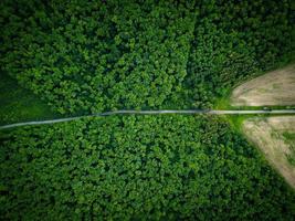 Road through the forest, view from height - aerial photo