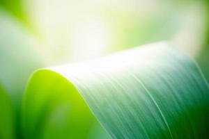 Abstract nature green blurred background nature leaf on greenery background in garden with copy space using as background wallpaper page concept. photo