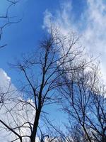 azul cielo con nubes y árbol foto