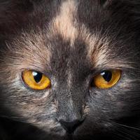Cat's eyes close-up photo