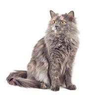 Grey cat on white background photo