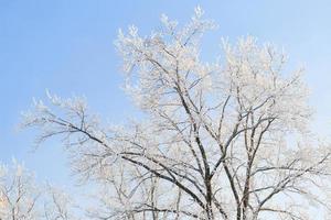 frío invierno día, hermosa escarcha y escarcha en arboles foto