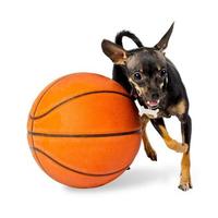 Dog playing ball - Toy terrier dog photo