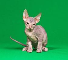 Don sphynx kitten photo