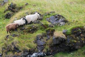 Three icelandic sheep in a row on a hill photo