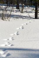 Snowed forest with reindeer footprints. Lapland photo