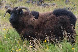 Close up of a big male sheep in Iceland photo