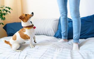 niña saltando en cama juntos con perro Jack Russell terrier foto