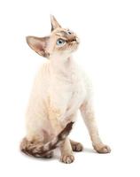 Cat Devon Rex photo