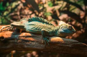 Chameleon animal close-up photo