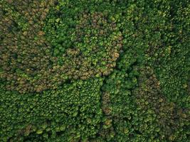 Aerial view of the green mixed deciduous-coniferous forest photo