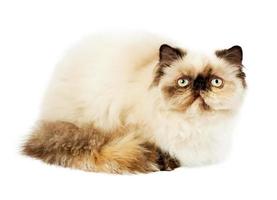 Cream Persian cat photo
