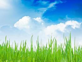 Green field and sky photo