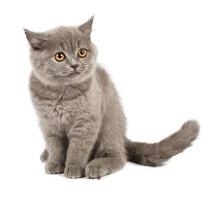 Cute cat on white background photo