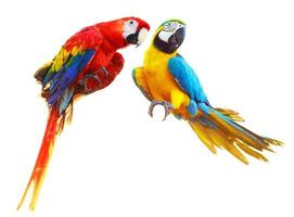 Two colorful red parrots macaw isolated on white photo