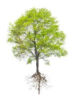 árbol con un raíz foto