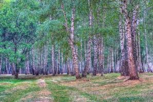 birch grove view photo