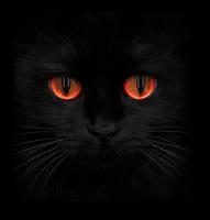 Terrible muzzle of a black cat with red eyes photo