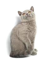 Isolated cute grey British cat photo