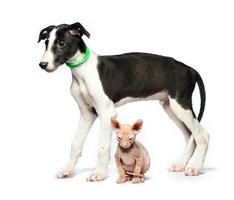 Cute puppy greyhound and kitten don sphynx on a white photo