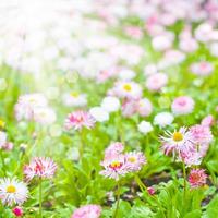 Field of marguerite photo