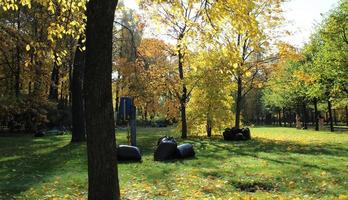 Large black plastic bags with fallen leaves for take out . October, autumn. Taking care of nature. Cleaning, organic fertilizers photo