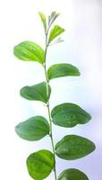ciruela rama hojas aislado en blanco antecedentes foto