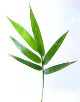 hojas de bambú aisladas sobre fondo blanco foto