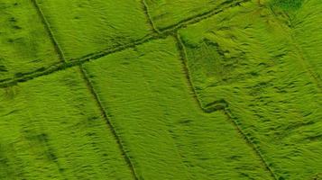 Aerial view of green rice field texture background. Rice plants bend down to cover ground from monsoon winds. Natural pattern of green rice farm. Above view of agricultural field. Beauty in nature. photo