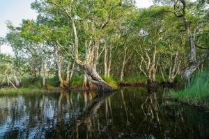 blanco samet o cajuput arboles en humedales bosque con reflexiones en agua. verdor botánico jardín. agua dulce humedal belleza en naturaleza. cuerpo de agua. lozano verde bosque en humedal ambiente día. foto