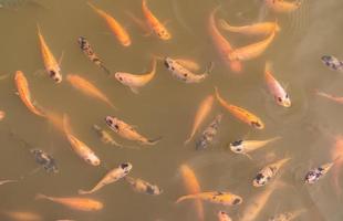 Top view of Nile tilapia fish on farm waiting for food in aquaculture pond at feeding time. Freshwater fish in aquaculture pond. Freshwater fish wait for feeding. Animal feed industry. Cloudy water. photo